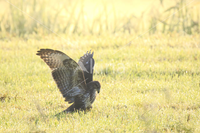 Common Buzzard (Buteo buteo)