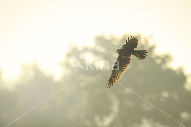 Bruine Kiekendief (Circus aeruginosus)