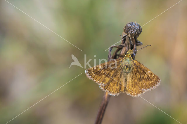 Bruin dikkopje (Erynnis tages)