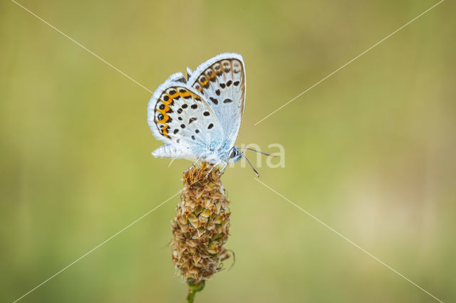 Silver Studded Blue (Plebejus argus)