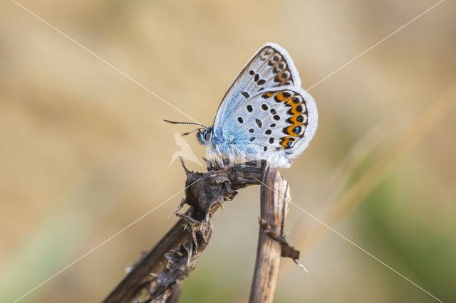 Silver Studded Blue (Plebejus argus)