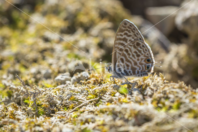 Long-tailed Blue (Lampides boeticus)