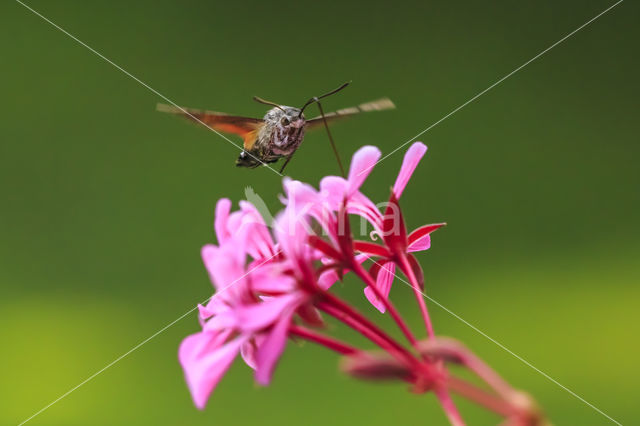 Kolibrievlinder (Macroglossum stellatarum)