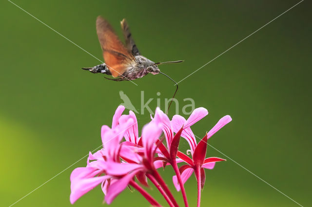 Kolibrievlinder (Macroglossum stellatarum)