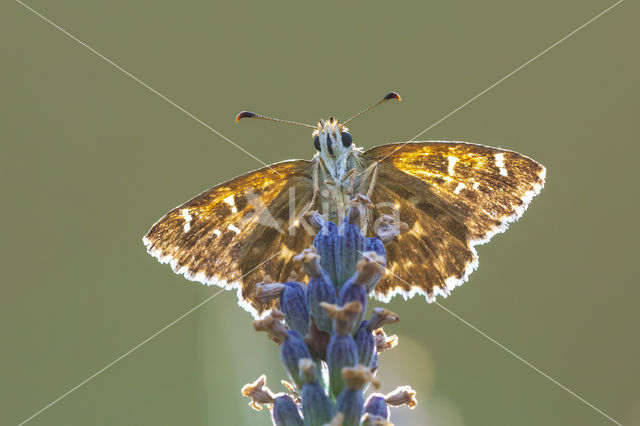 Kaasjeskruiddikkopje (Carcharodus alceae)