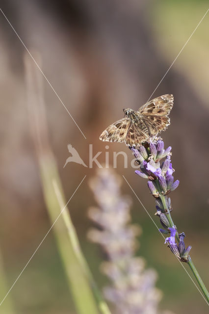 Kaasjeskruiddikkopje (Carcharodus alceae)