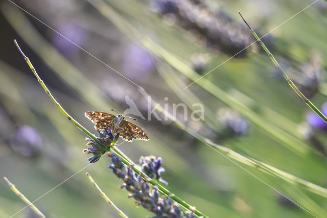 Mallow Skipper (Carcharodus alceae)