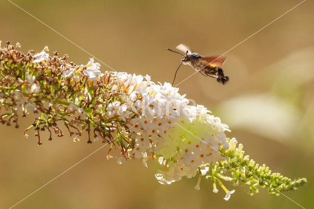 Kolibrievlinder (Macroglossum stellatarum)