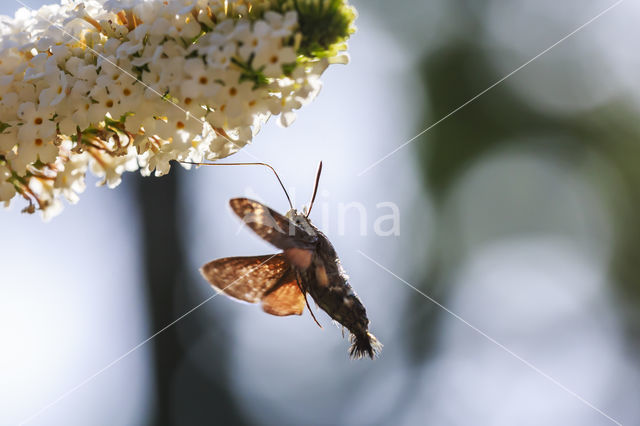 Kolibrievlinder (Macroglossum stellatarum)