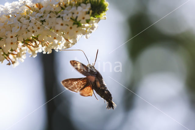 Humming-bird Hawk-moth (Macroglossum stellatarum)