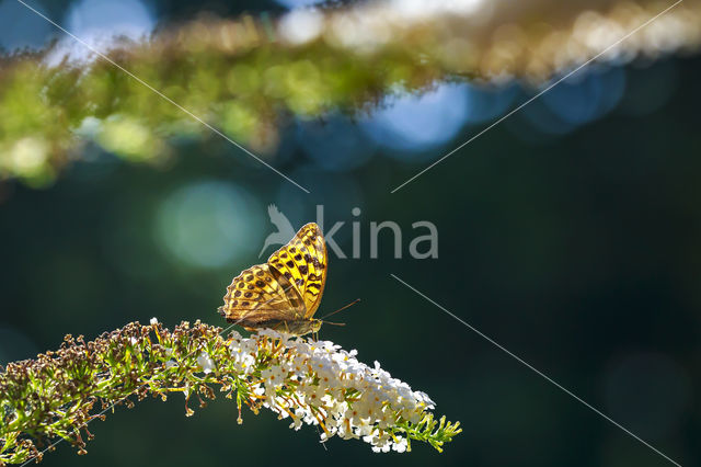 Silver-washed Fritillary (Argynnis paphia)