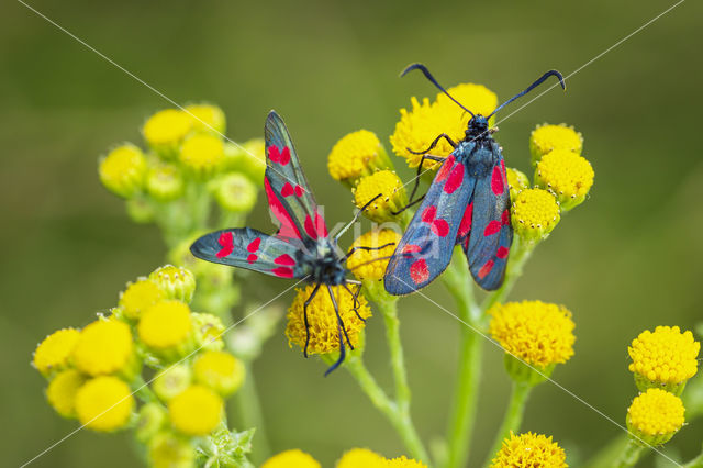 Six-spot Burnet (Zygaena filipendulae)