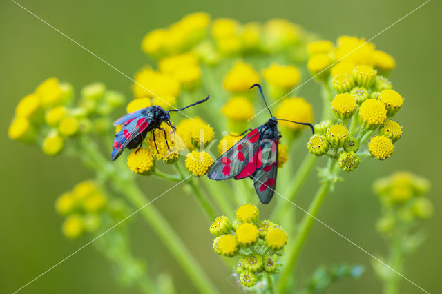 Six-spot Burnet (Zygaena filipendulae)