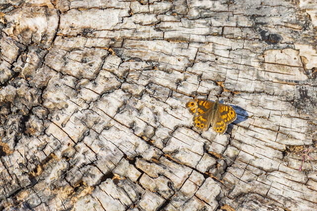 Wall Brown (Lasiommata megera)