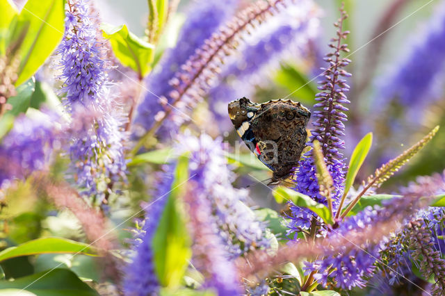 Red Admiral (Vanessa atalanta)