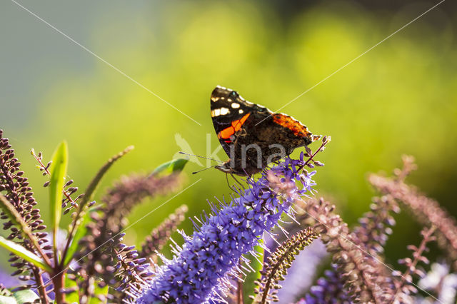 Red Admiral (Vanessa atalanta)