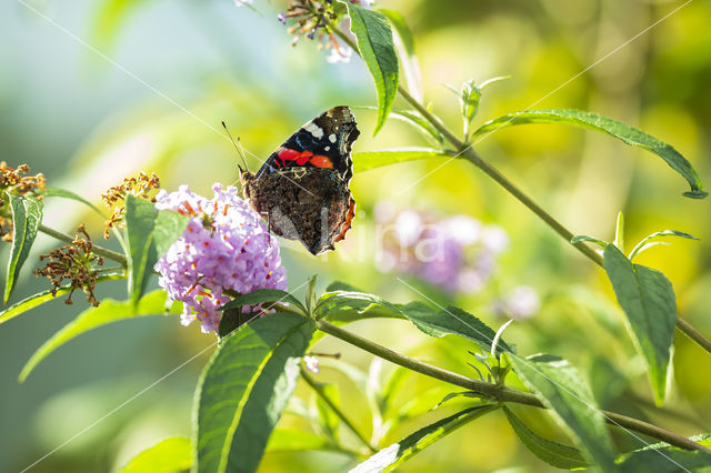 Red Admiral (Vanessa atalanta)