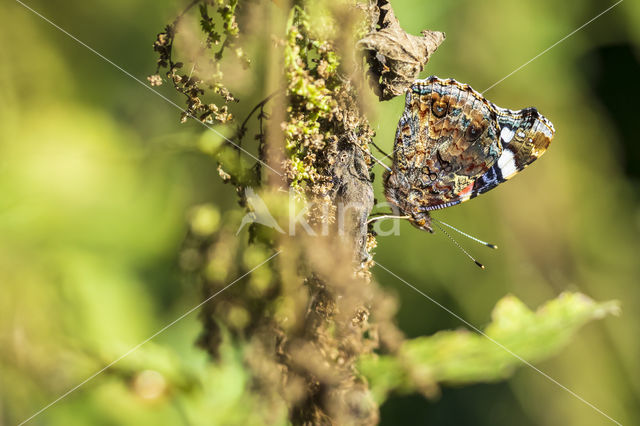 Red Admiral (Vanessa atalanta)