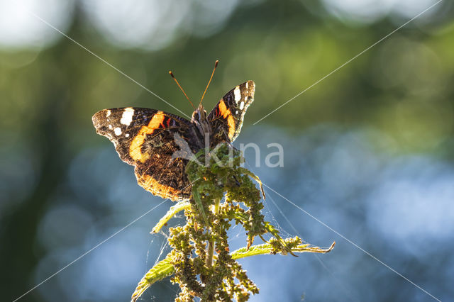 Red Admiral (Vanessa atalanta)