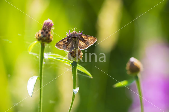 Gamma-uil (Autographa gamma)