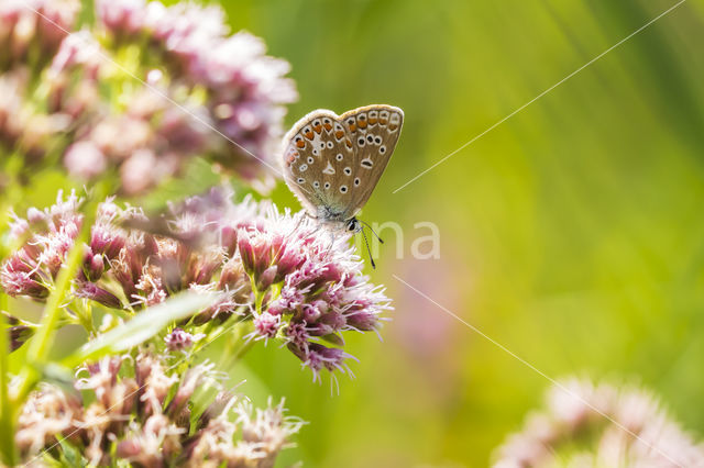 Common Blue (Polyommatus icarus)