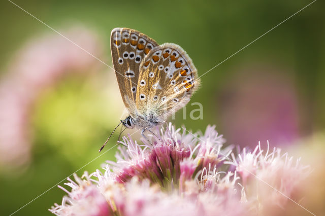 Common Blue (Polyommatus icarus)