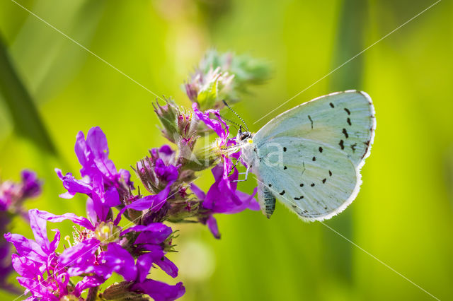 Boomblauwtje (Celastrina argiolus)