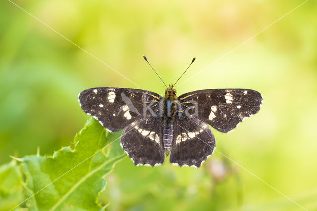 Landkaartje (Araschnia levana)