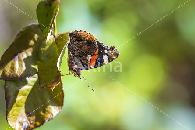 Red Admiral (Vanessa atalanta)