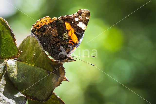 Red Admiral (Vanessa atalanta)