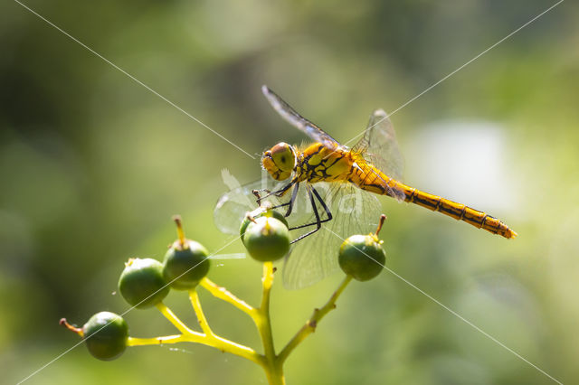 Vagrant Darter (Sympetrum vulgatum)