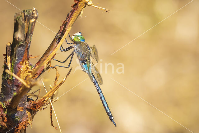 Little emperor dragonfly (Anax parthenope)