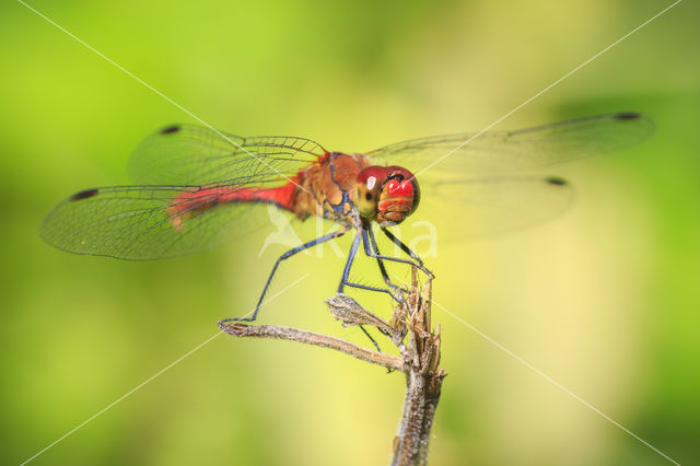 Bloedrode heidelibel (Sympetrum sanguineum)