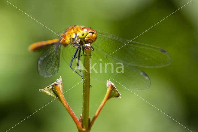 Ruddy Darter (Sympetrum sanguineum)