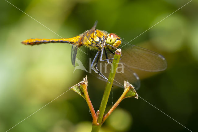 Ruddy Darter (Sympetrum sanguineum)