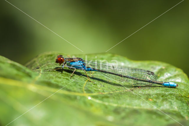 Small Red-eyed damselfly (Erythromma viridulum)