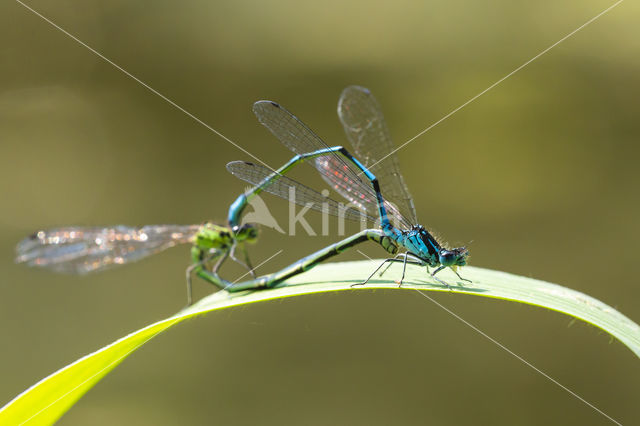 Variabele waterjuffer (Coenagrion pulchellum)