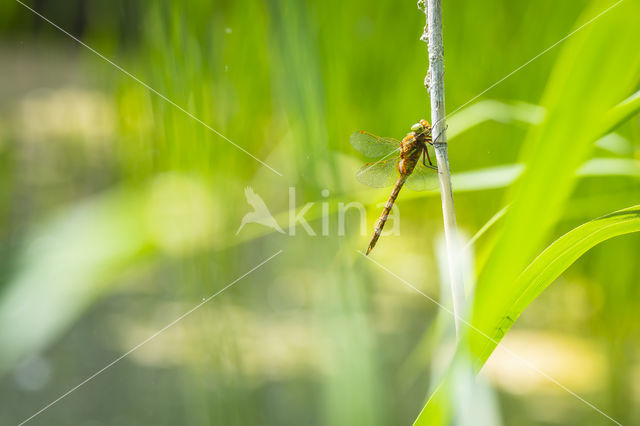 Northern Hawker (Aeshna isosceles)