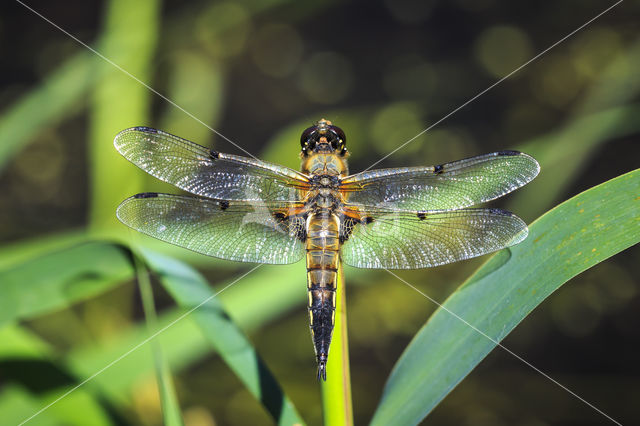 Viervlek (Libellula quadrimaculata)