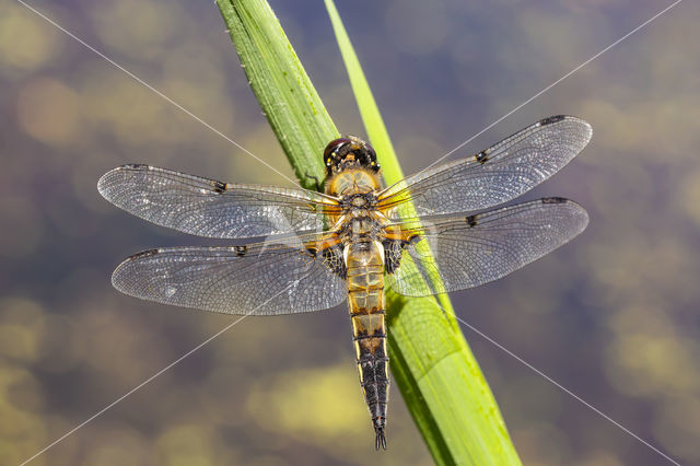 Viervlek (Libellula quadrimaculata)