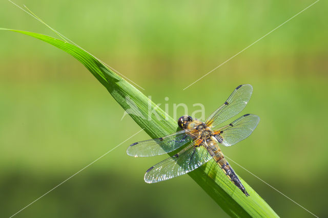 Viervlek (Libellula quadrimaculata)