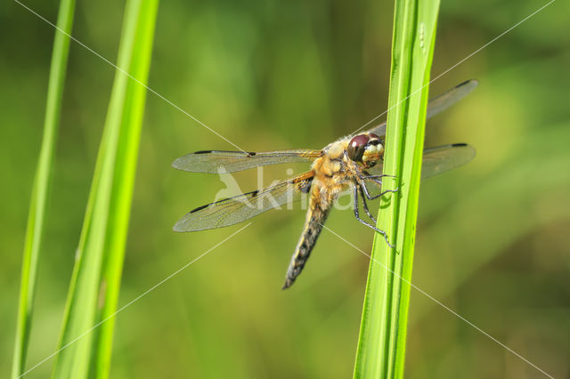 Viervlek (Libellula quadrimaculata)