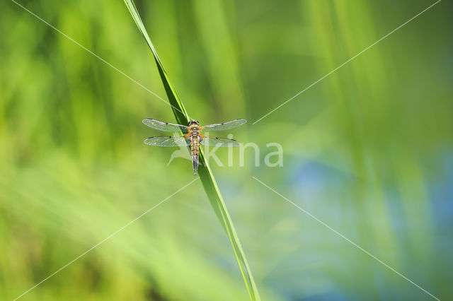 Viervlek (Libellula quadrimaculata)