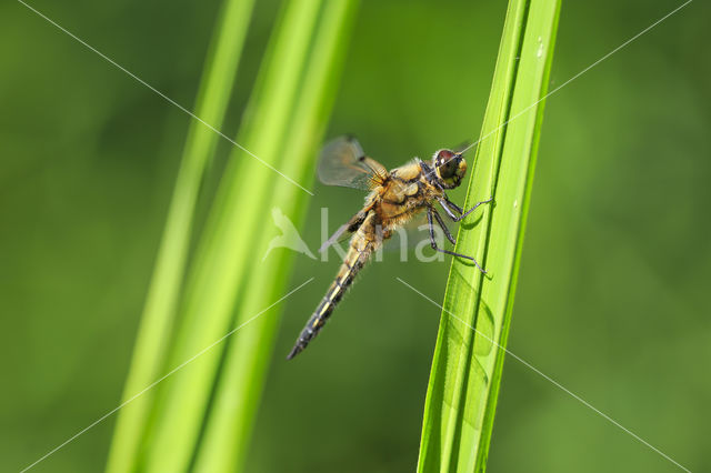 Viervlek (Libellula quadrimaculata)