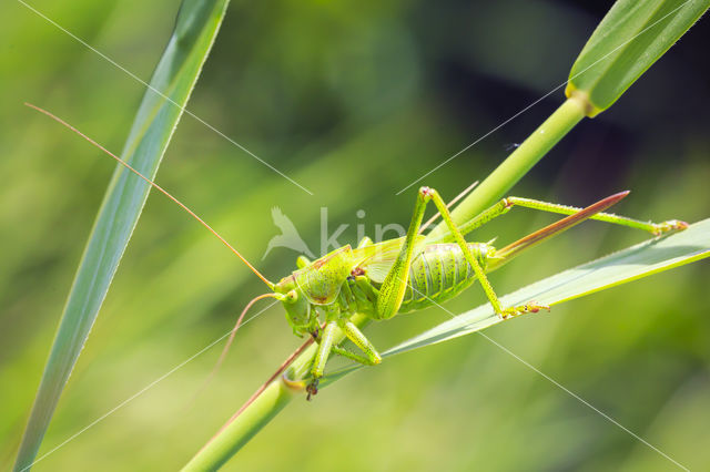 Grote groene sabelsprinkhaan (Tettigonia viridissima)