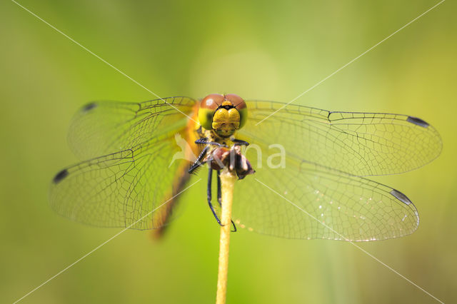 Bloedrode heidelibel (Sympetrum sanguineum)