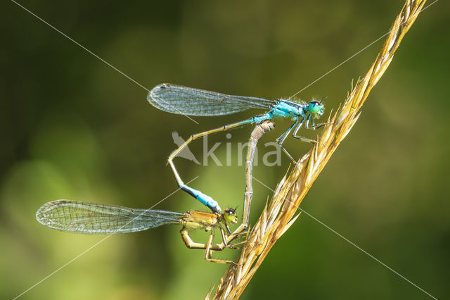 Viervlek (Libellula quadrimaculata)