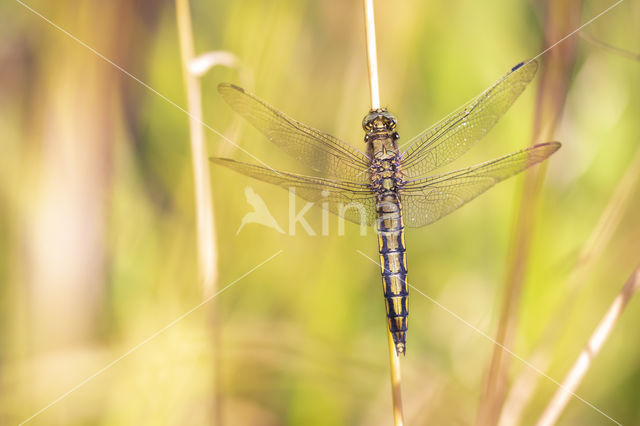 Black-tailed Skimmer (Orthetrum cancellatum)