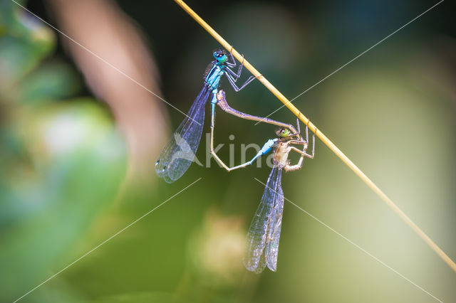 Blue-tailed Damselfly (Ischnura elegans)