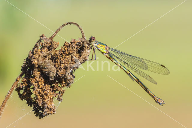 Green Emerald Damselfly (Lestes viridis)